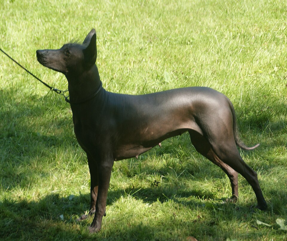 Chien nu mexicain