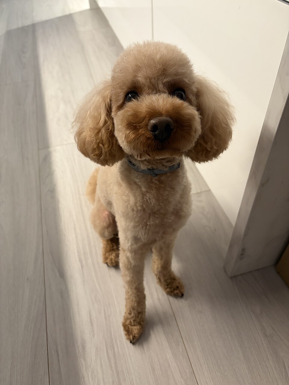 Caniche