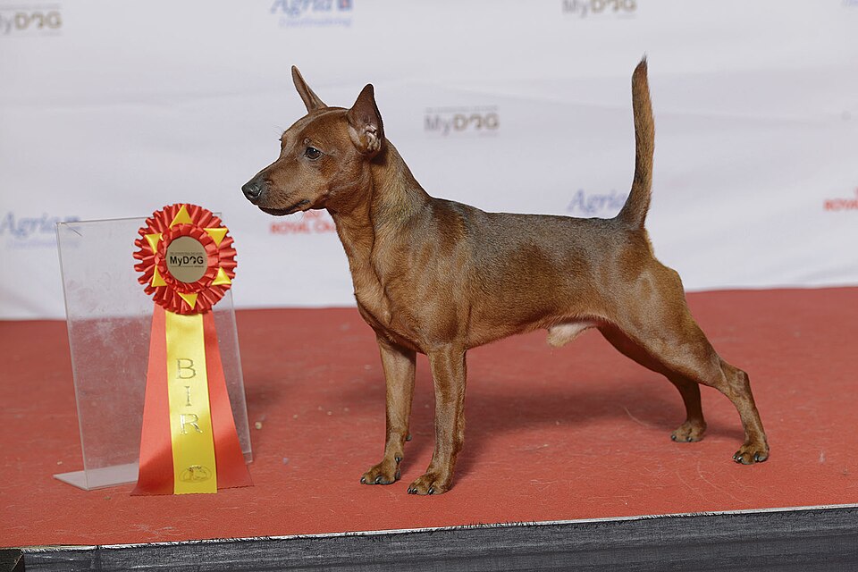 Pinscher nain