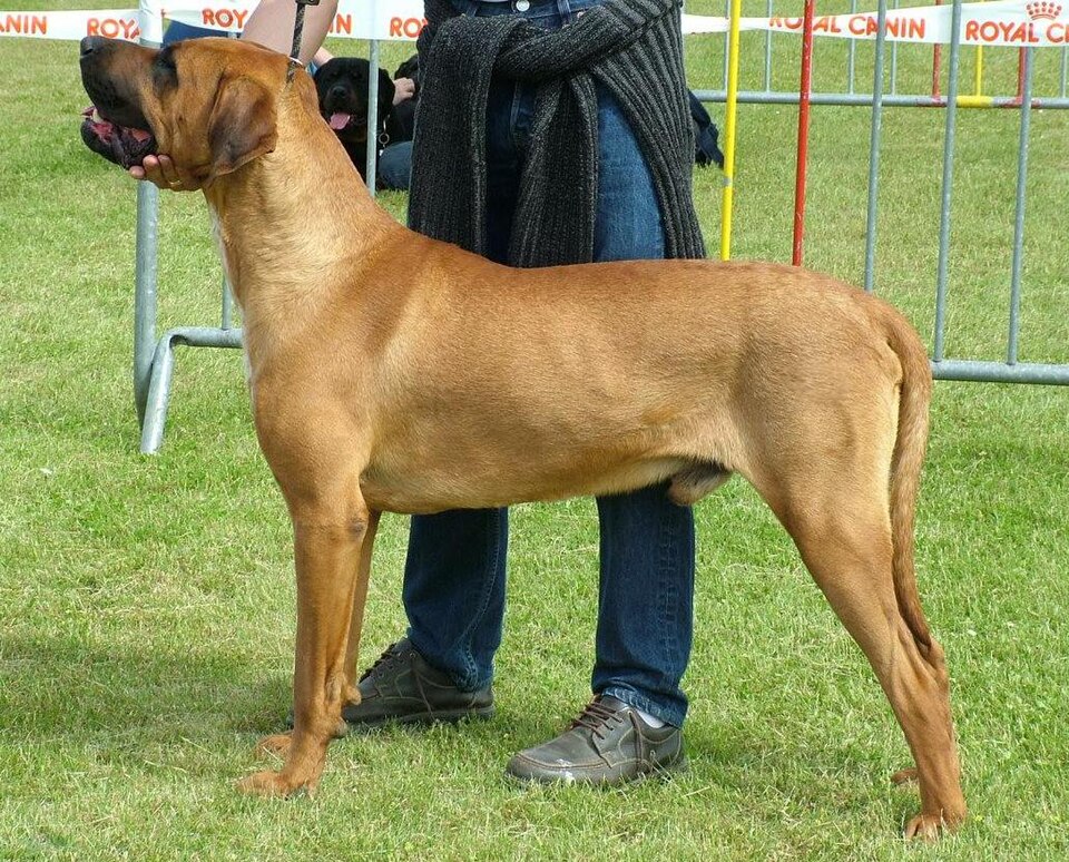Tosa Inu
