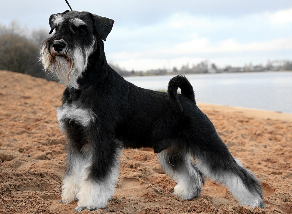 Schnauzer miniature