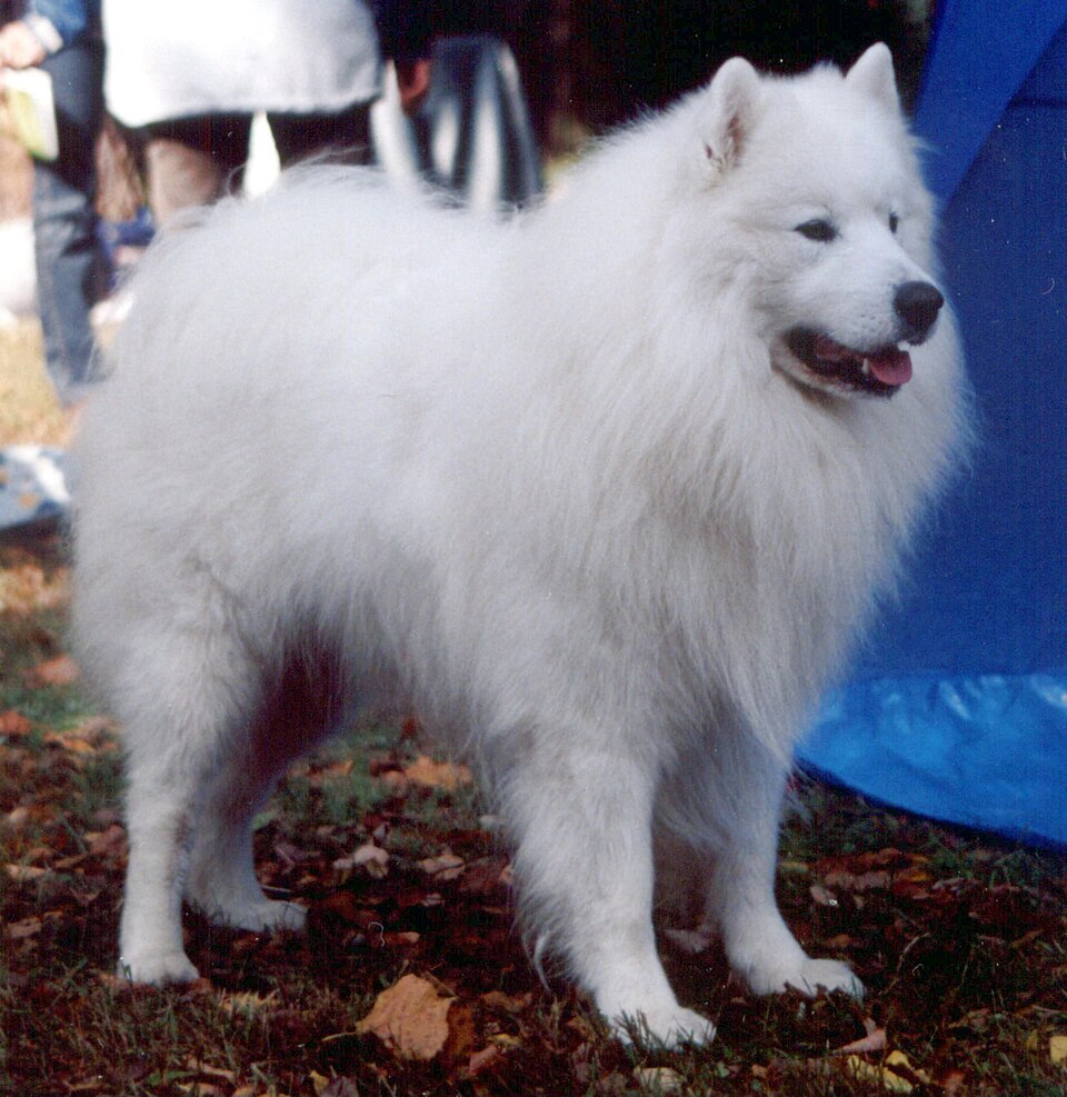 Samoyède