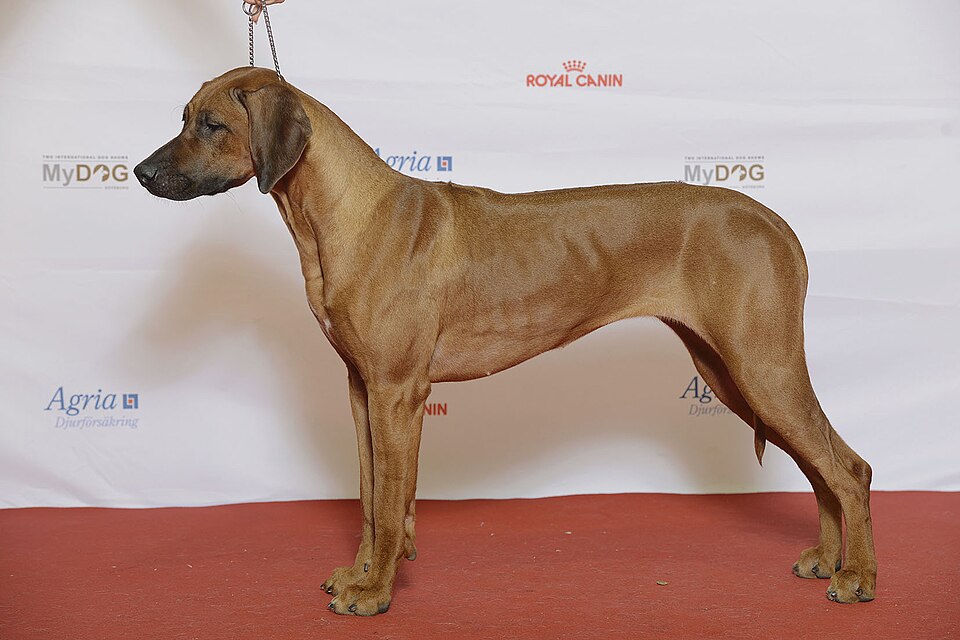 Chien de Rhodésie à crête dorsale