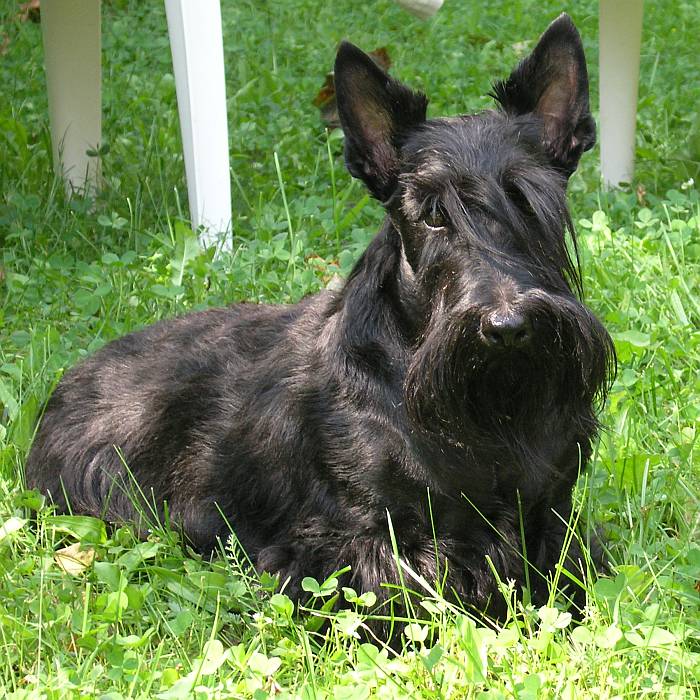 Terrier écossais