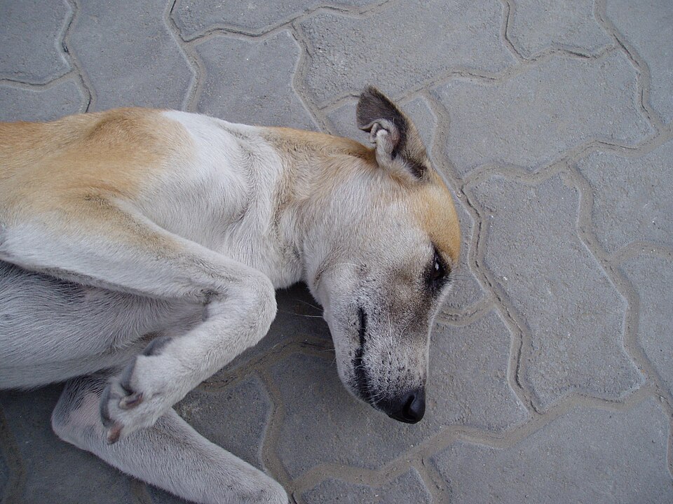 Lévrier whippet