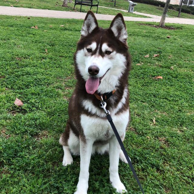 Husky sibérien