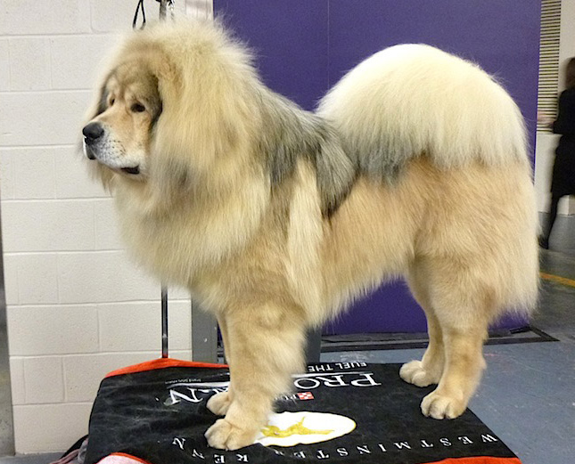 Dogue du Tibet