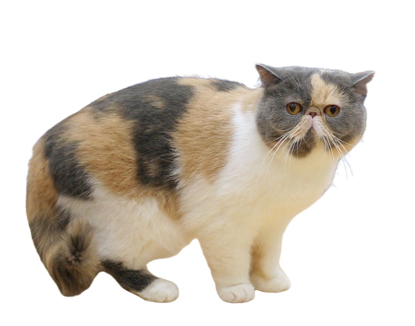 Exotic shorthair