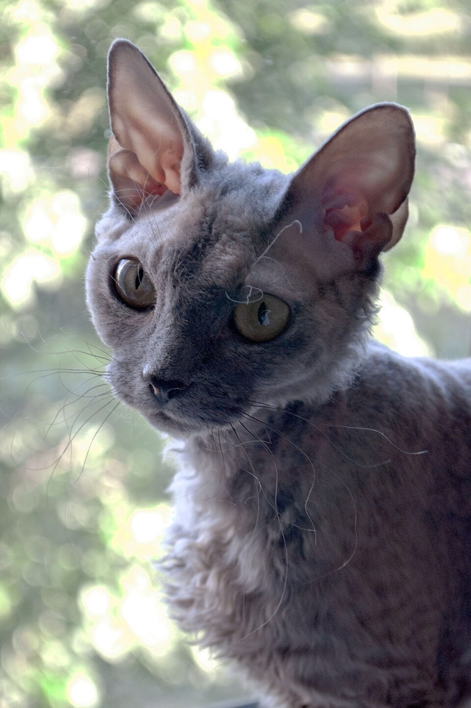 Devon rex