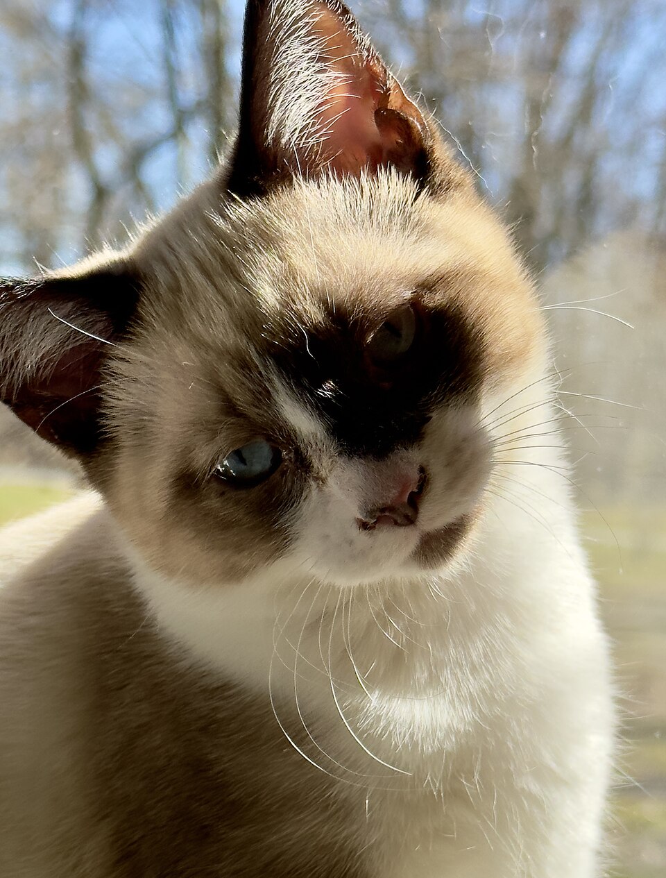 Snowshoe