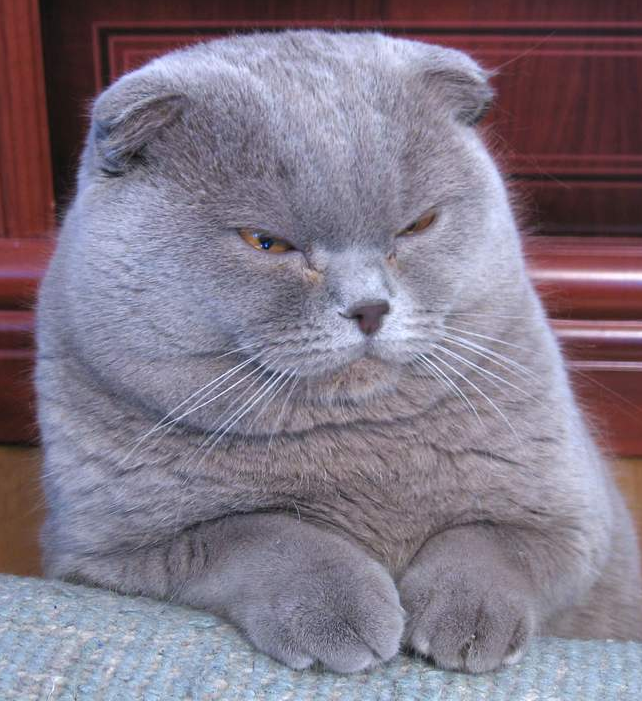 Scottish fold