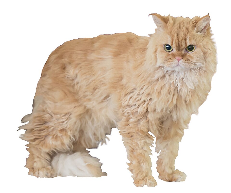 Selkirk rex