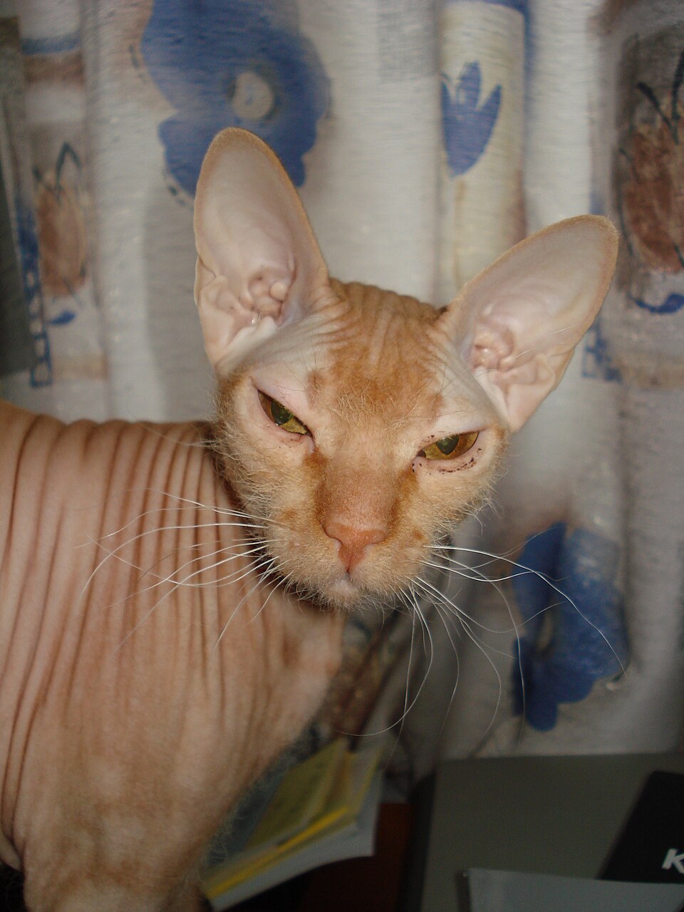 Peterbald
