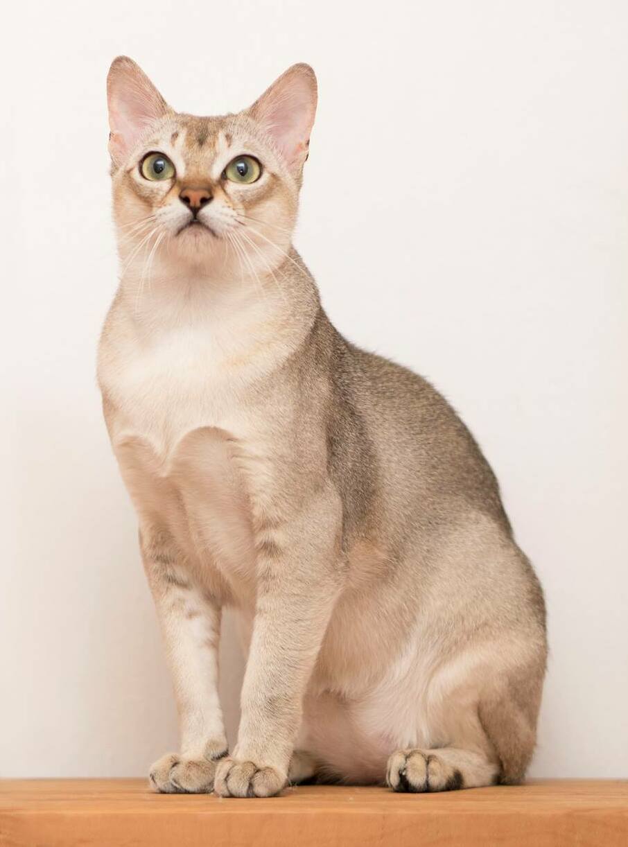 Singapura