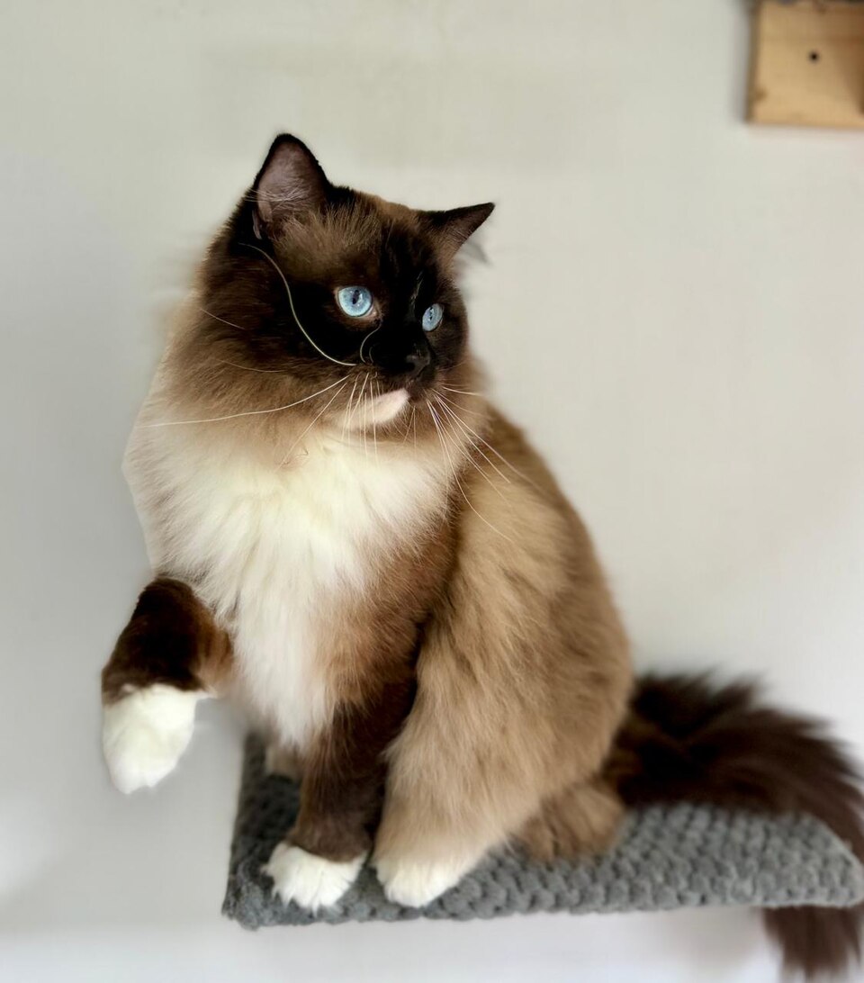 Ragdoll