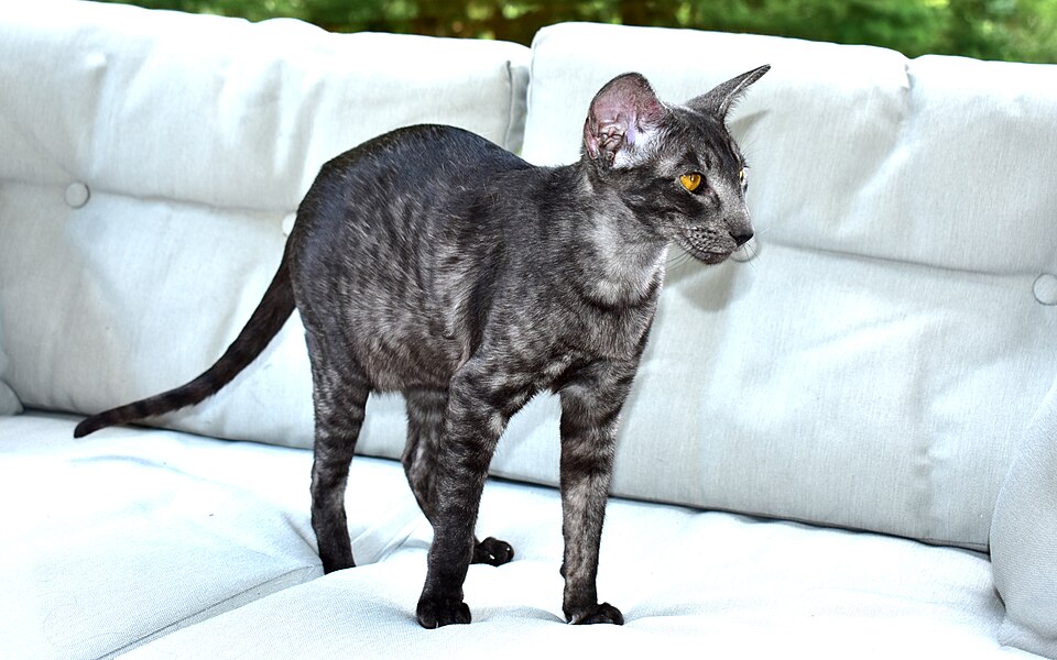 Oriental shorthair