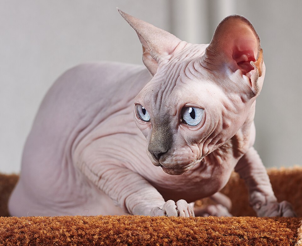 Sphynx