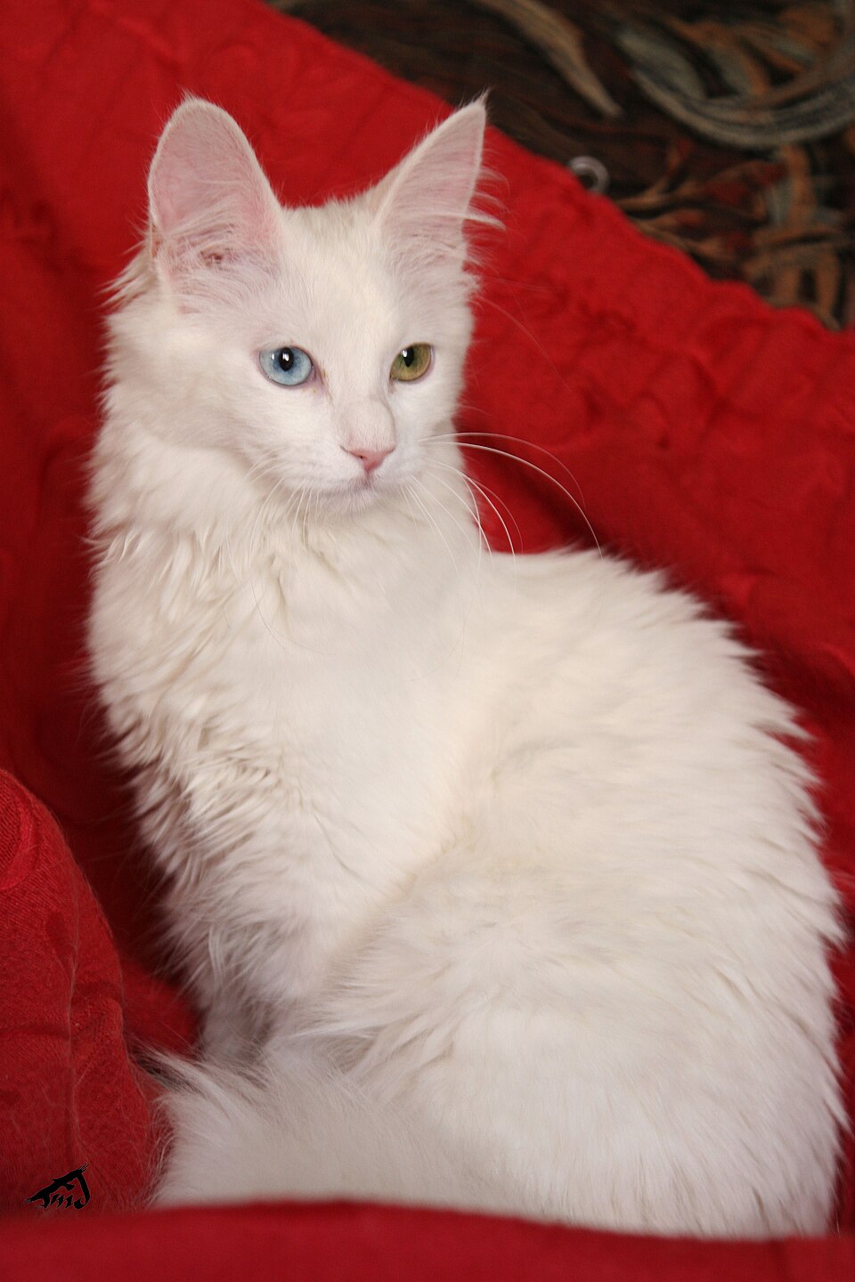 Angora turc
