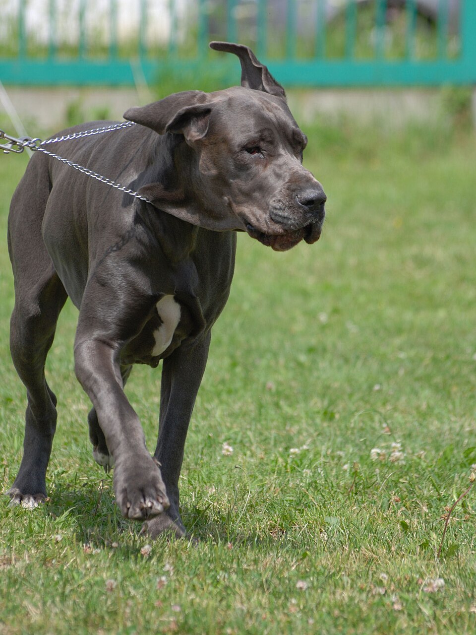 Dogue allemand