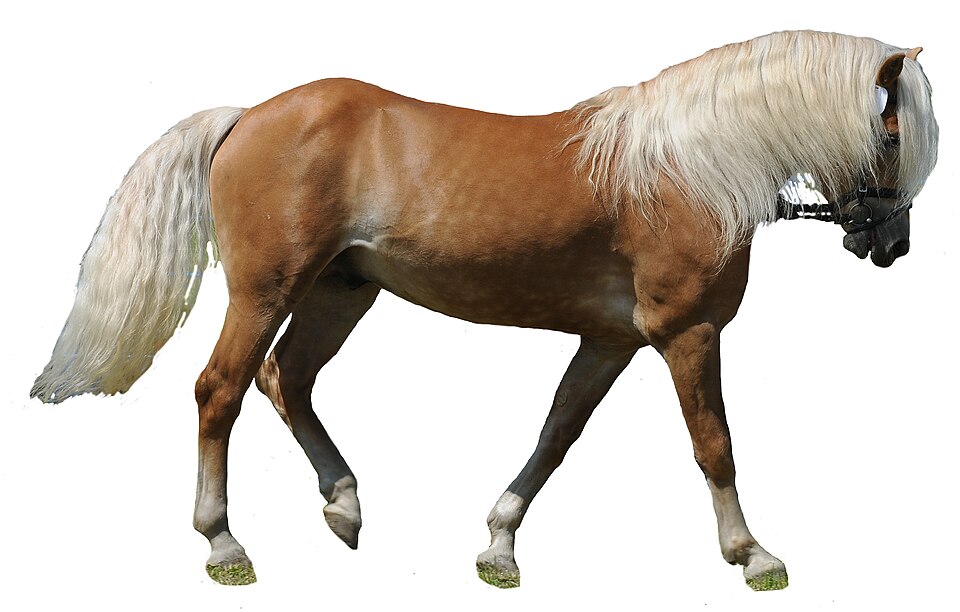 Haflinger