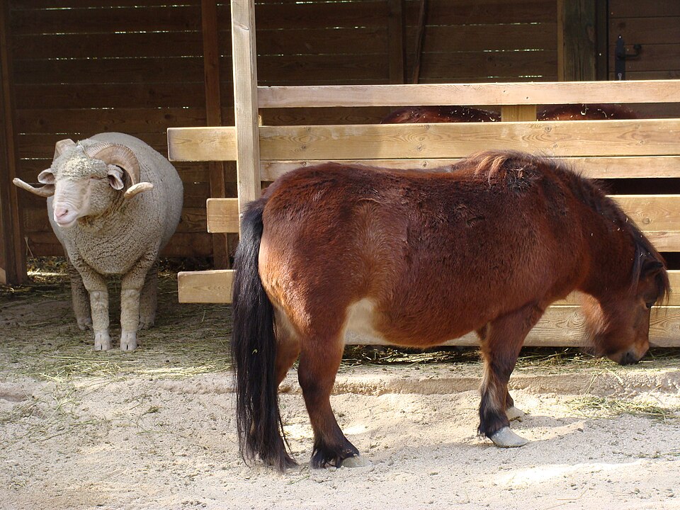 Falabella