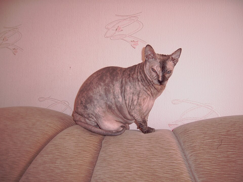 Donskoy