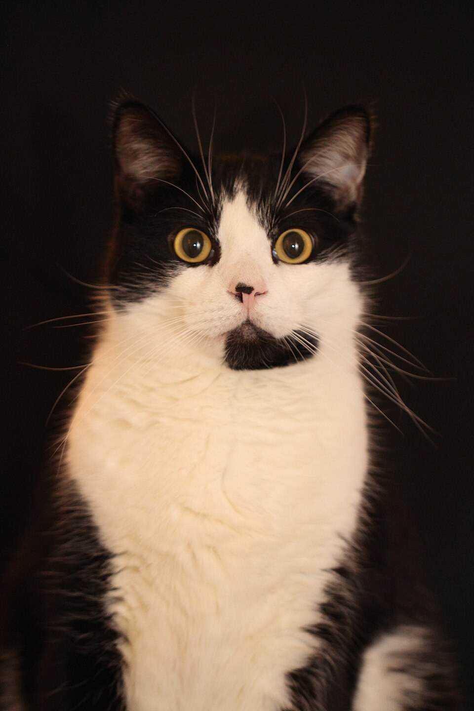 American shorthair