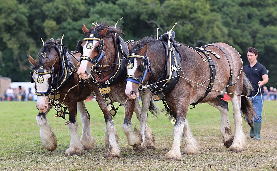 Clydesdale