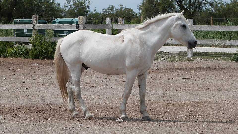 Camargue