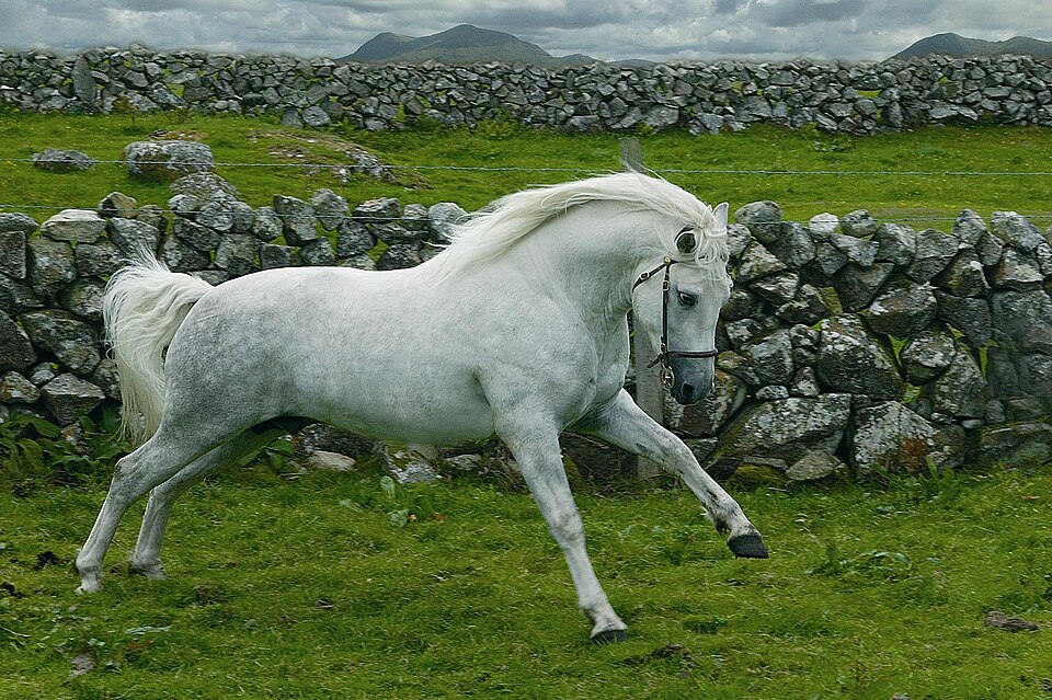 Connemara