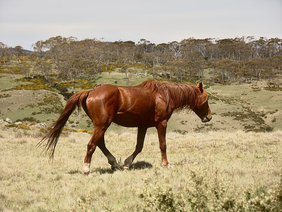 Brumby