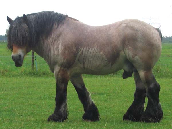 Trait belge