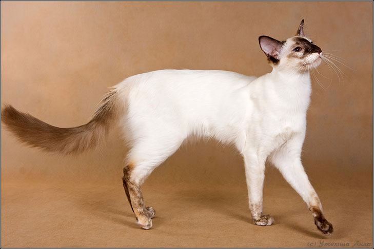 Balinais