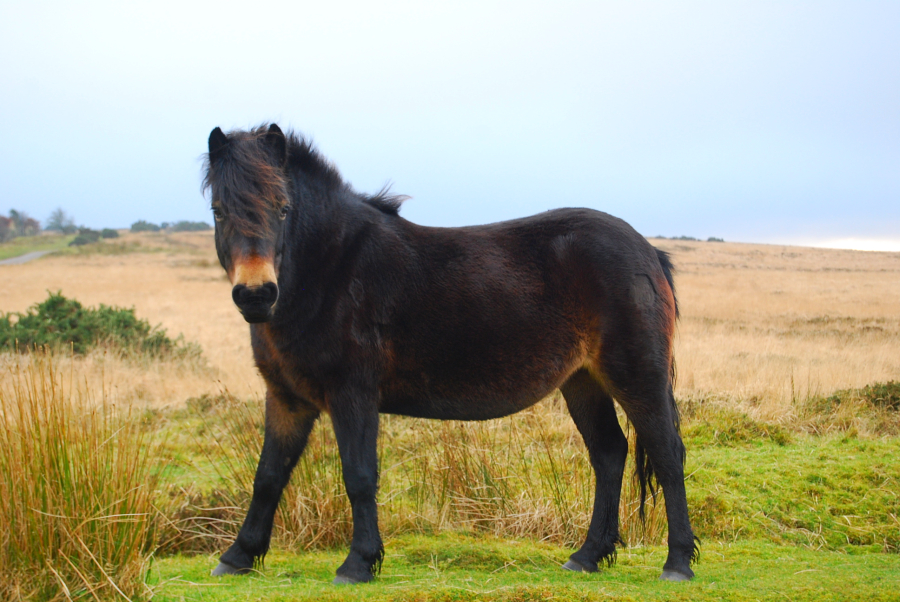Exmoor