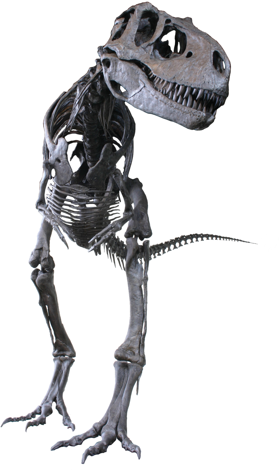 Albertosaure