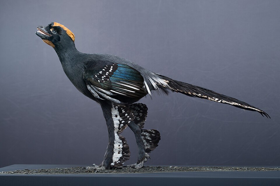 Anchiornis