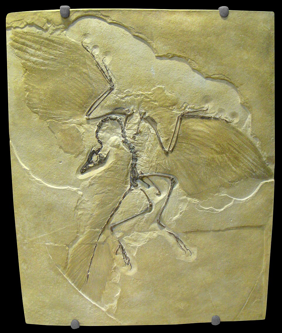 Archéoptéryx