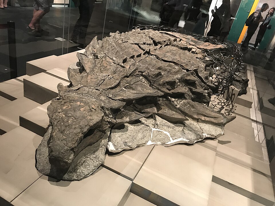 Boréalopelta