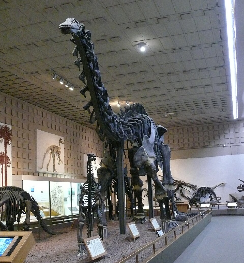 Brontosaure