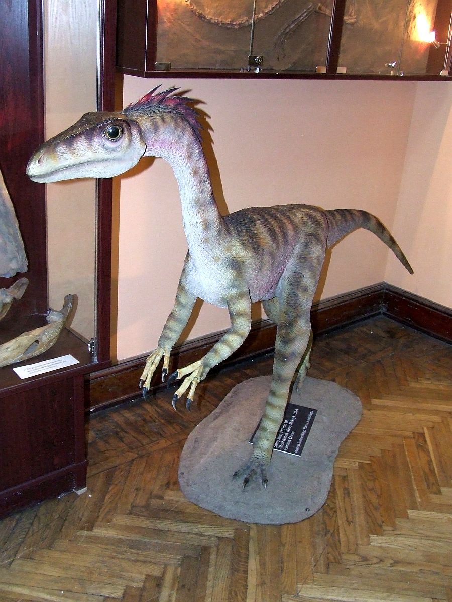 Cœlophysis