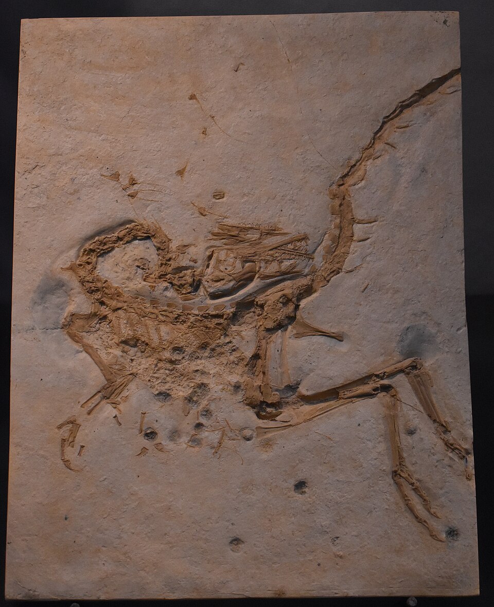 Compsognathus
