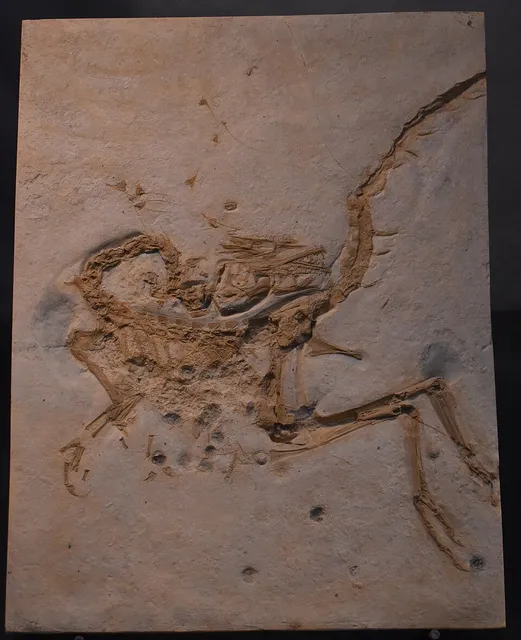 Compsognathus