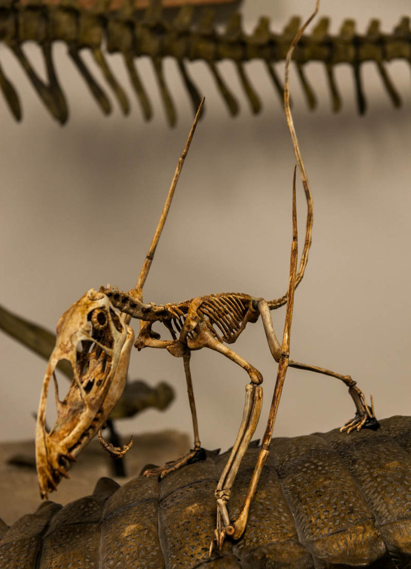Dimorphodon