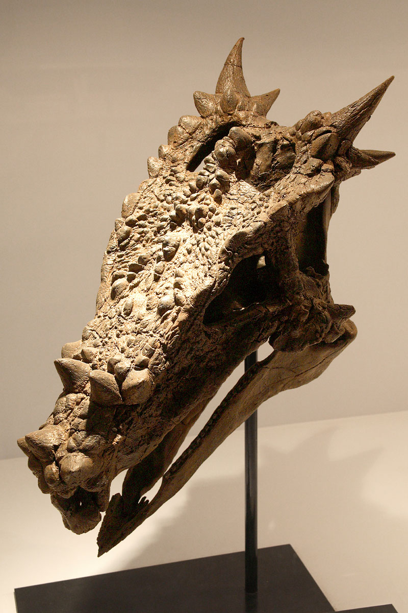 Dracorex