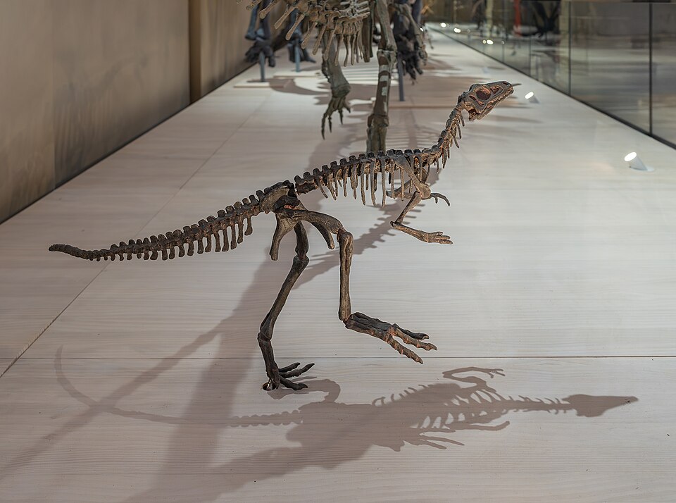Éoraptor