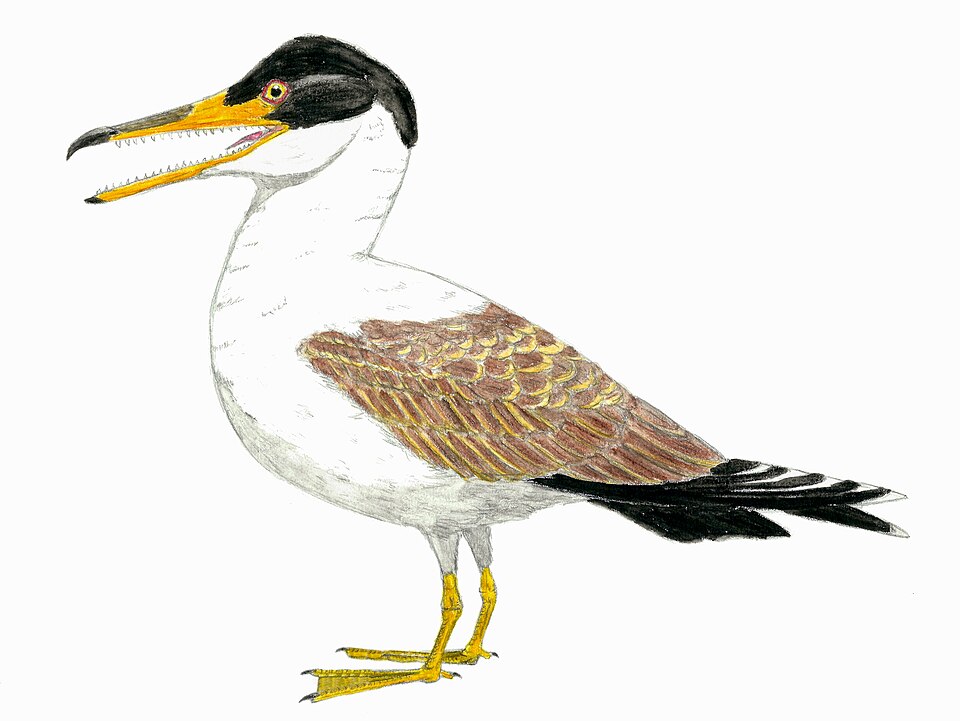 Ichthyornis