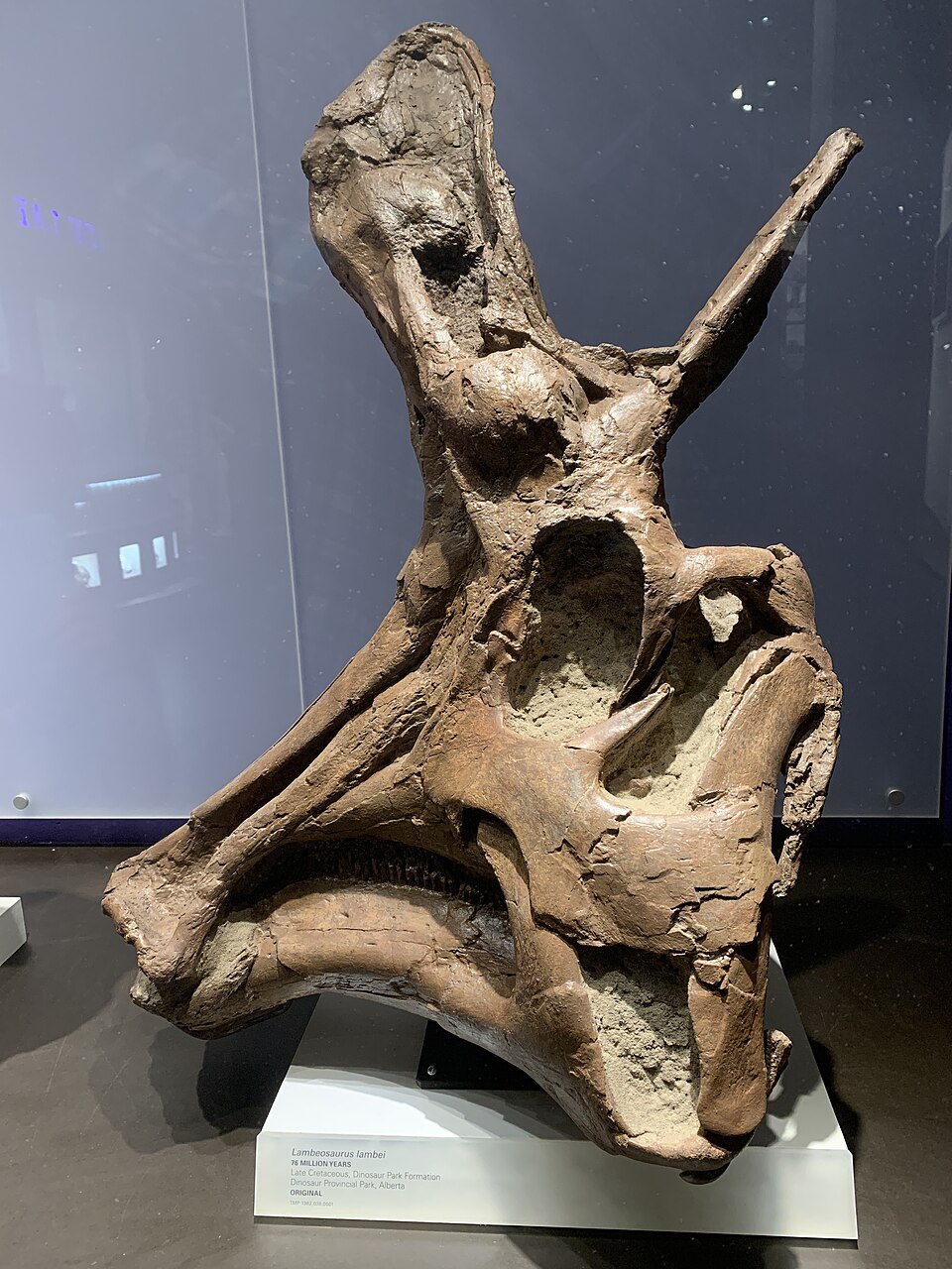Lambéosaure