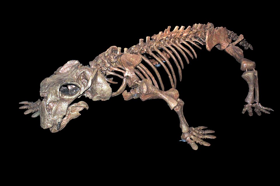 Lystrosaurus