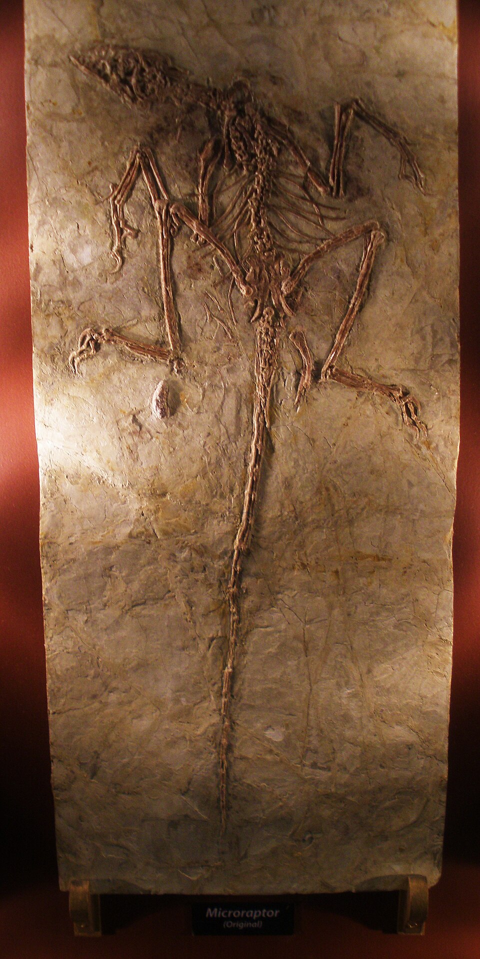 Microraptor