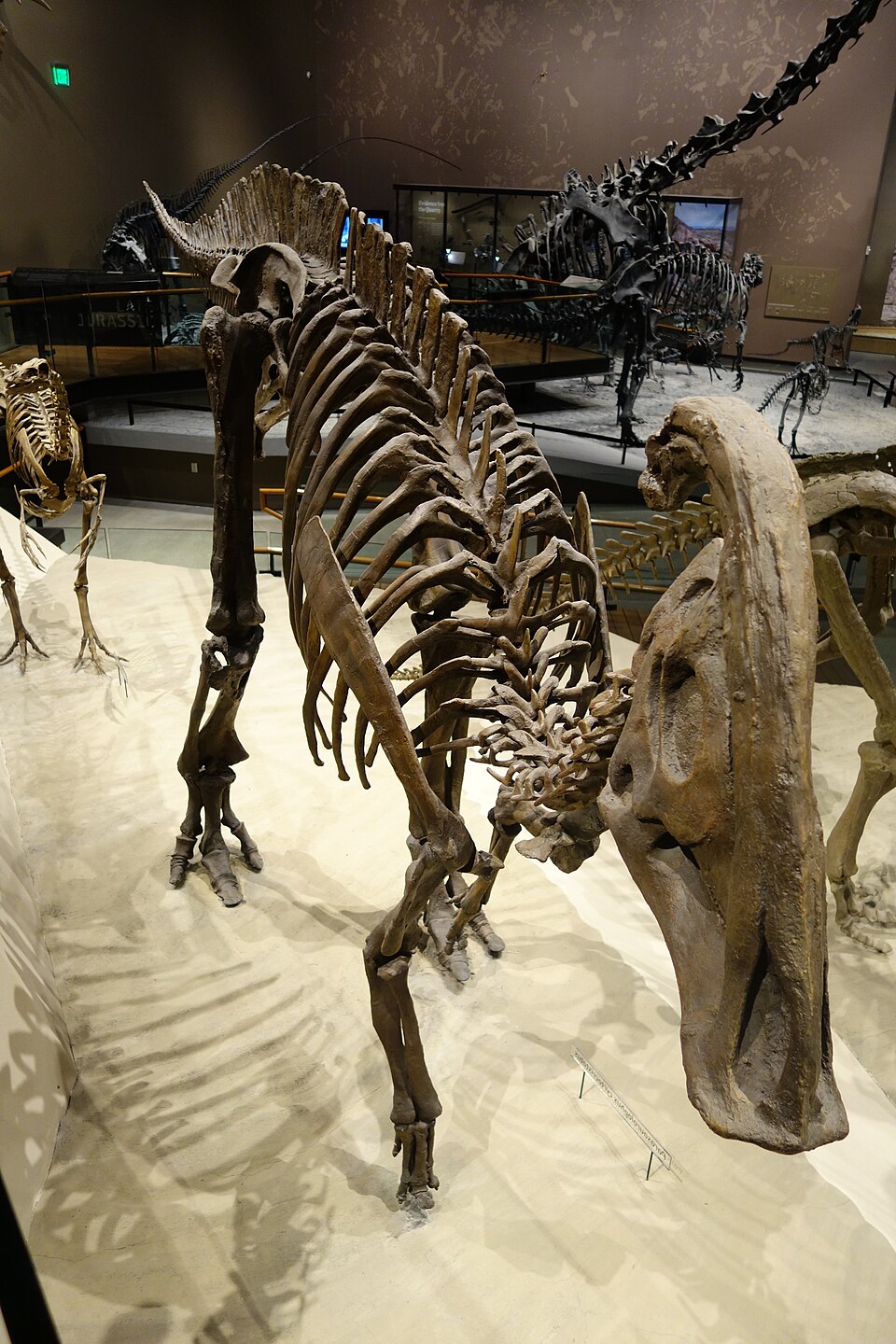 Parasaurolophus